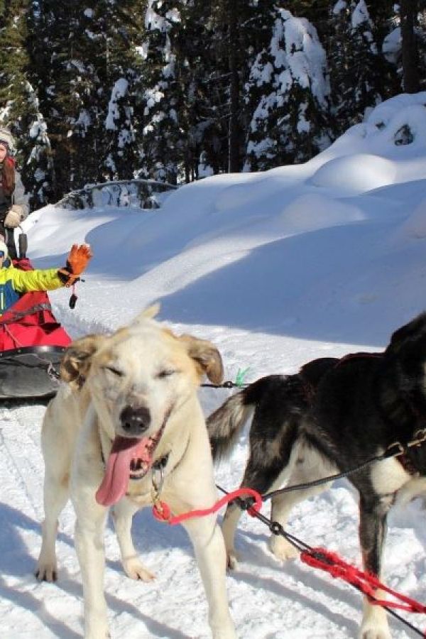 Hop on a dogsled with Cold Fire Creek Dogsledding