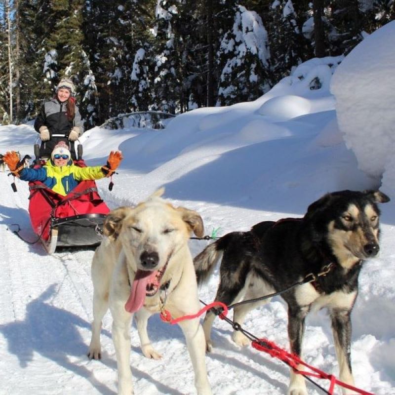 Hop on a dogsled with Cold Fire Creek Dogsledding