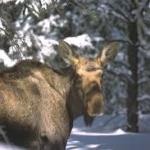 winter wildlife discovery tour