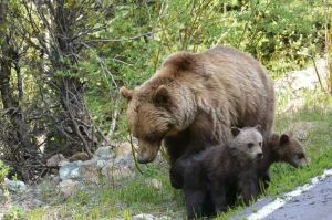 Wildlife Discovery Tour Jasper SkyTram