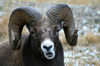 winter-wildlife-tours