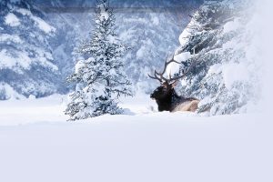 Ice walk and wildlife discovery deal