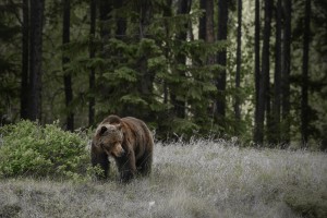 Wildlife Discovery Tour