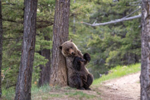 Bear in a Canadian national park forest